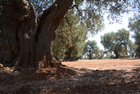 les fameux oliviers centenaires des Pouilles 